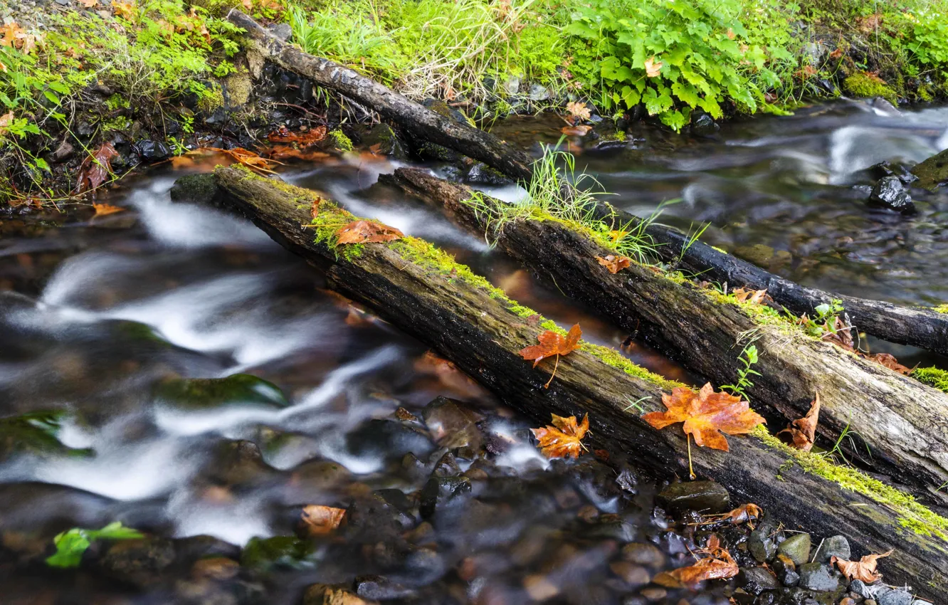 Photo wallpaper autumn, leaves, nature, stream, log, river, pond
