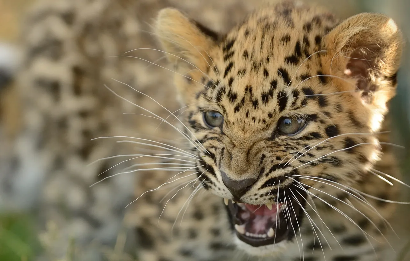 Photo wallpaper cub, kitty, the Amur leopard, © Anne-Marie Kalus, the far Eastern leopard