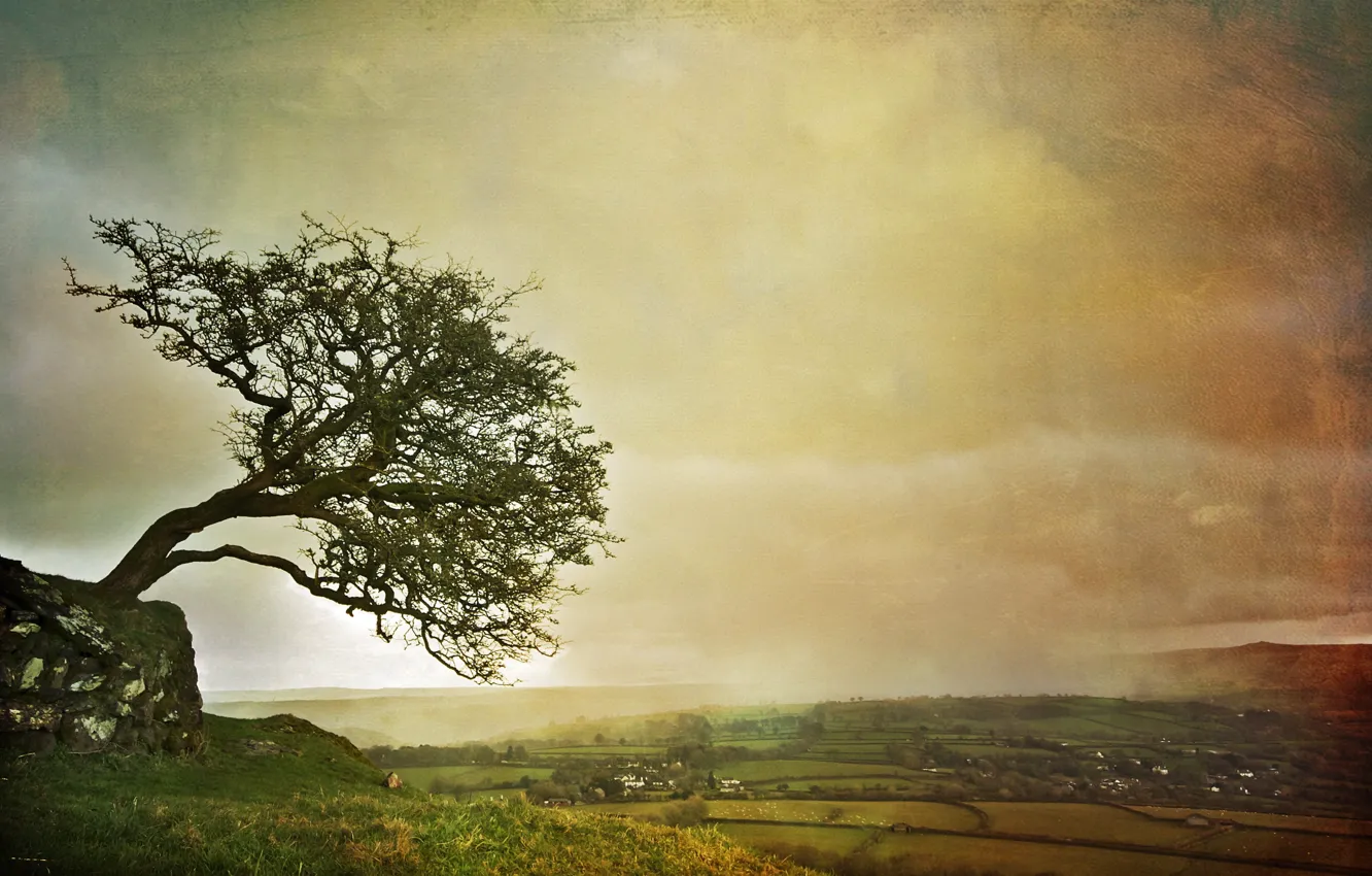 Photo wallpaper trees, landscape, style