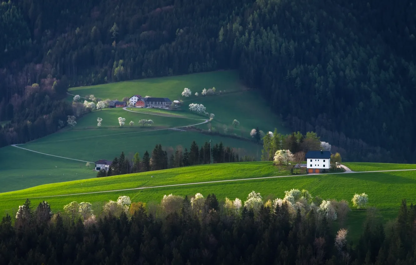 Photo wallpaper road, greens, forest, trees, hills, home, spring, ate