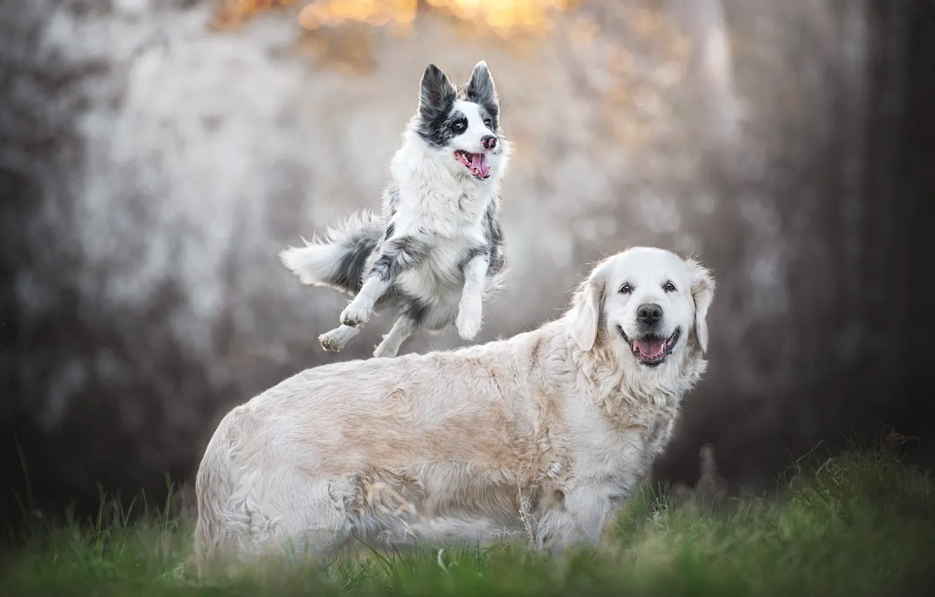 Photo wallpaper grass, joy, mood, jump, walk, bokeh, two dogs