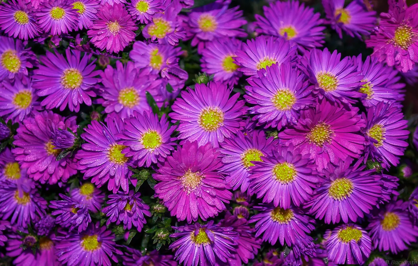 Photo wallpaper autumn, paint, September