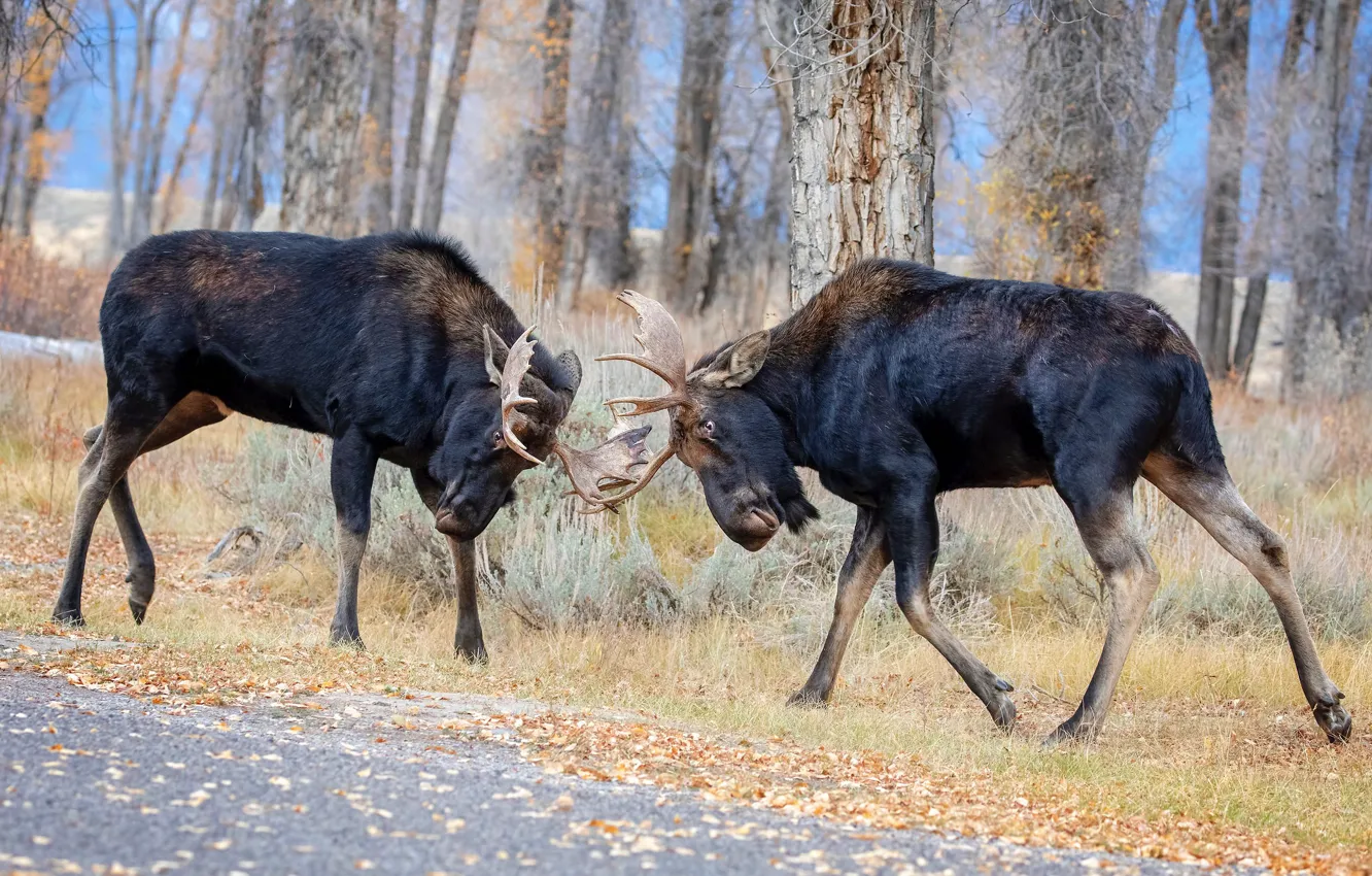 Photo wallpaper rivals, moose, nature, battle, battle, spring, horns, two elk