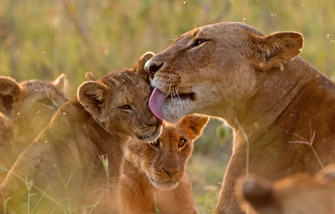 Photo wallpaper language, love, Leo, baby, weasel, lioness, care, lion