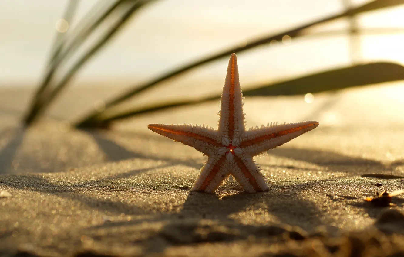 Photo wallpaper sand, beach, grass, starfish