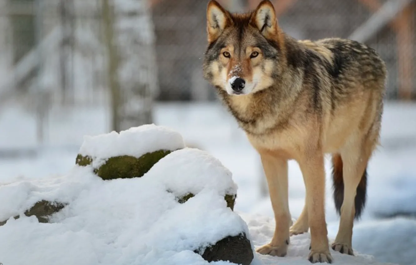Photo wallpaper Predator, nature, animal, wolf, wildlife, portrait, portrait., Canis lupus. face
