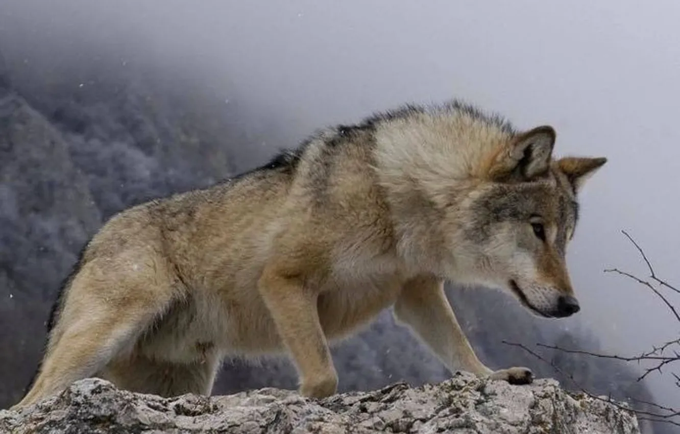 Photo wallpaper Predator, nature, animal, wolf, wildlife, portrait., Canis lupus. face • wolf • portrait • predator