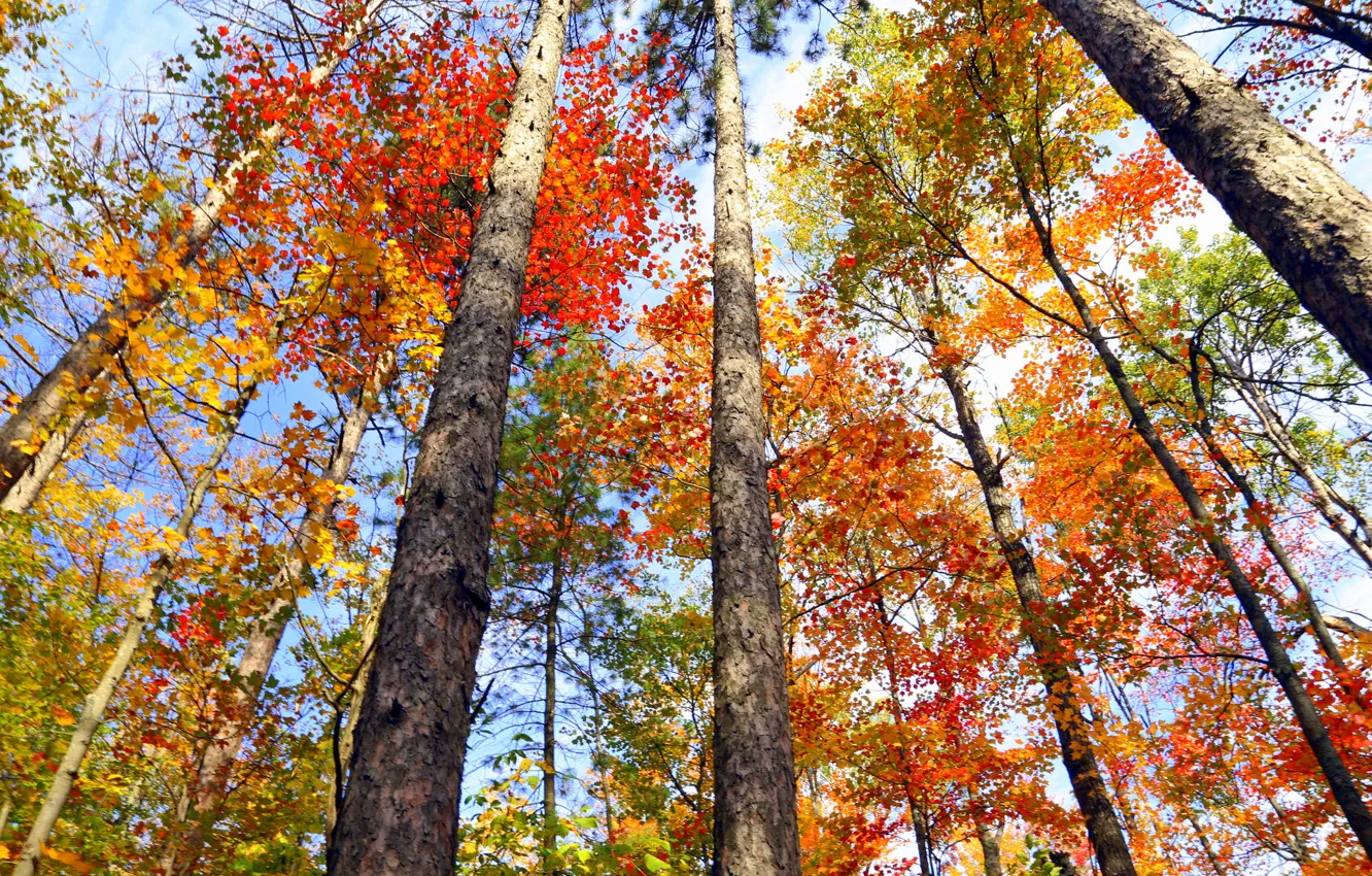 Photo wallpaper autumn, leaves, trees, Canada, Ontario, the crimson