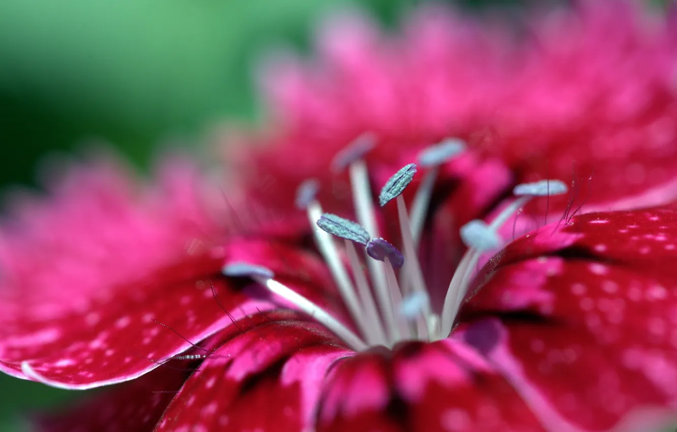 Photo wallpaper colors, red, flower, grey, pink