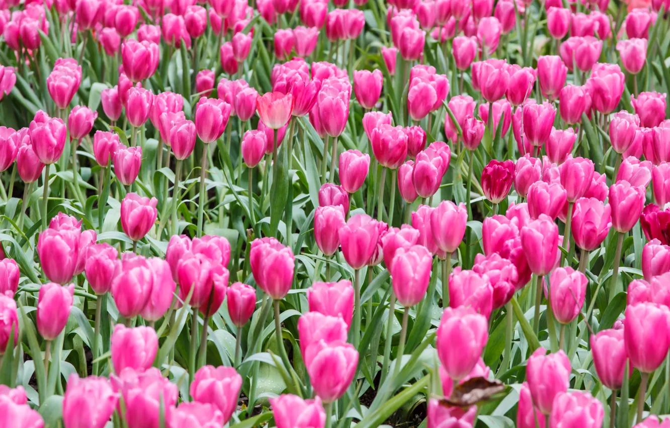 Photo wallpaper field, flowers, tulips, pink, field, pink, tulips, flowrs