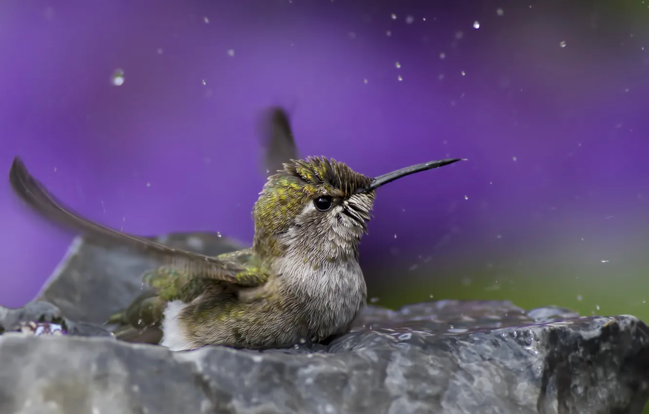 Photo wallpaper water, drops, macro, bird, Hummingbird