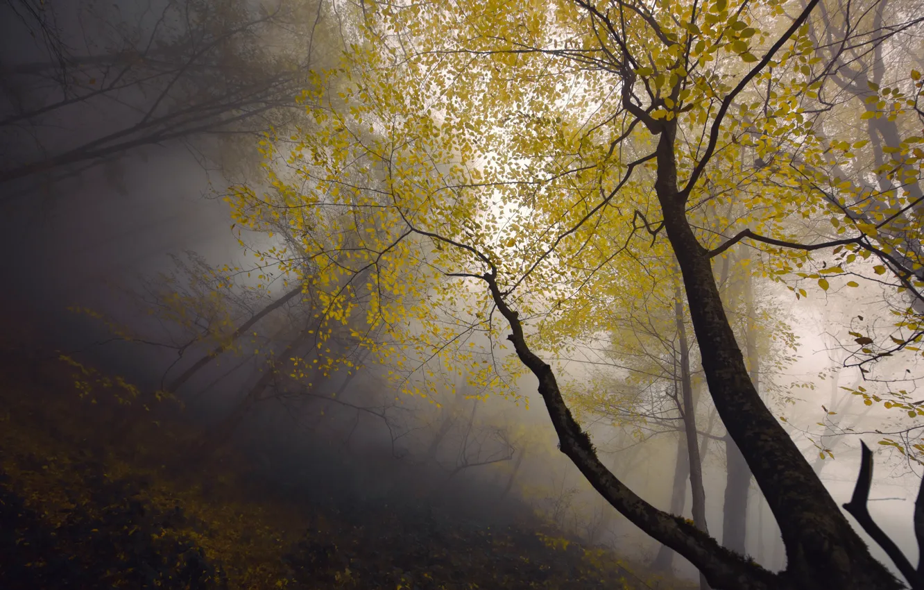 Photo wallpaper autumn, fog, Armenia, Syunik