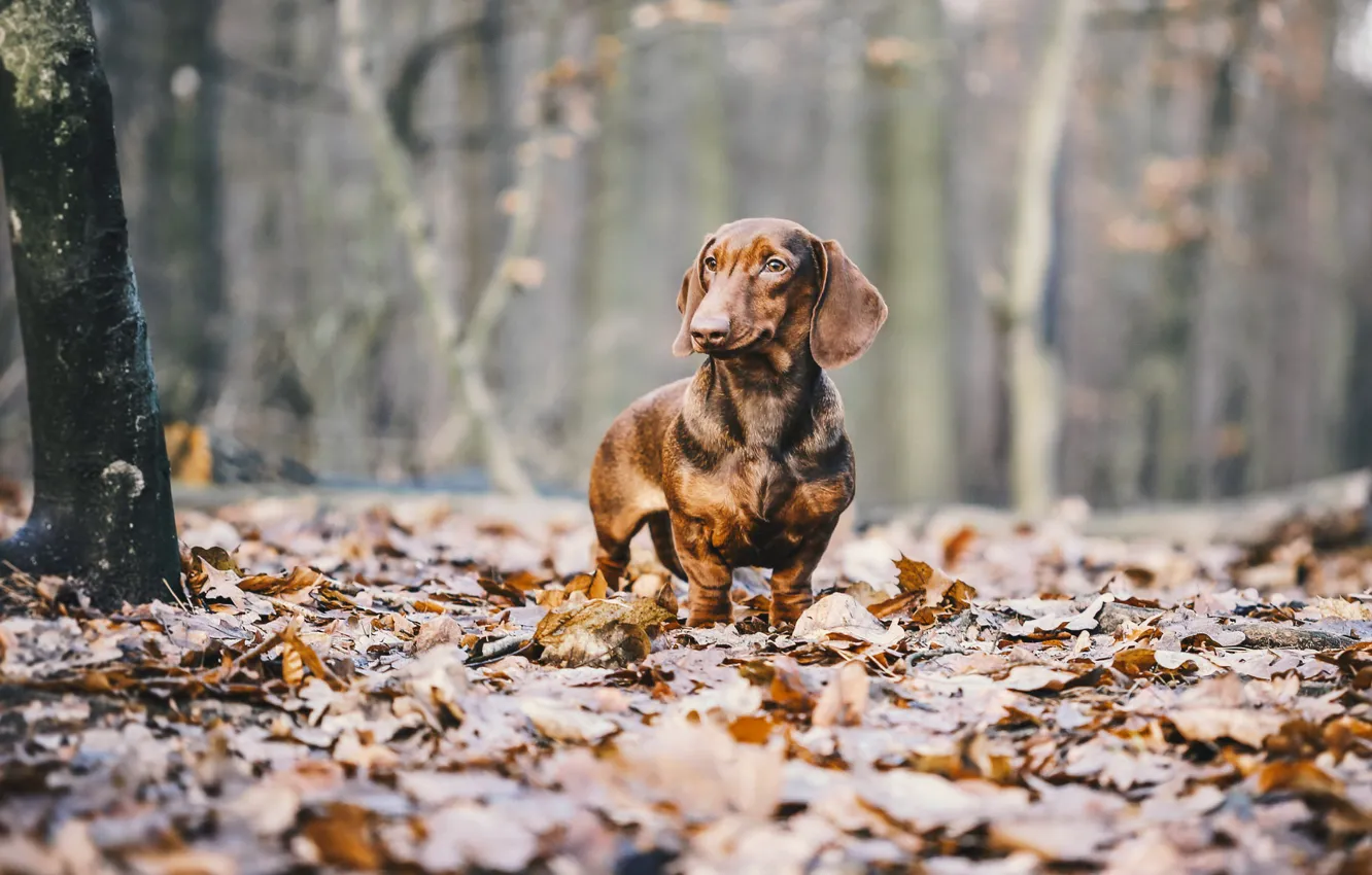 Photo wallpaper autumn, leaves, dog, Dachshund