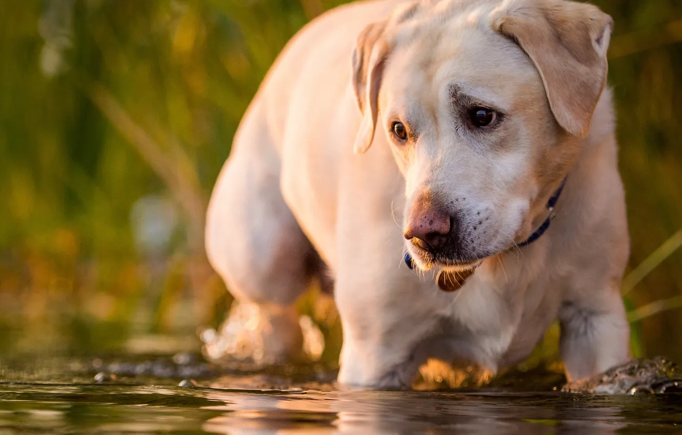 Photo wallpaper look, water, dog