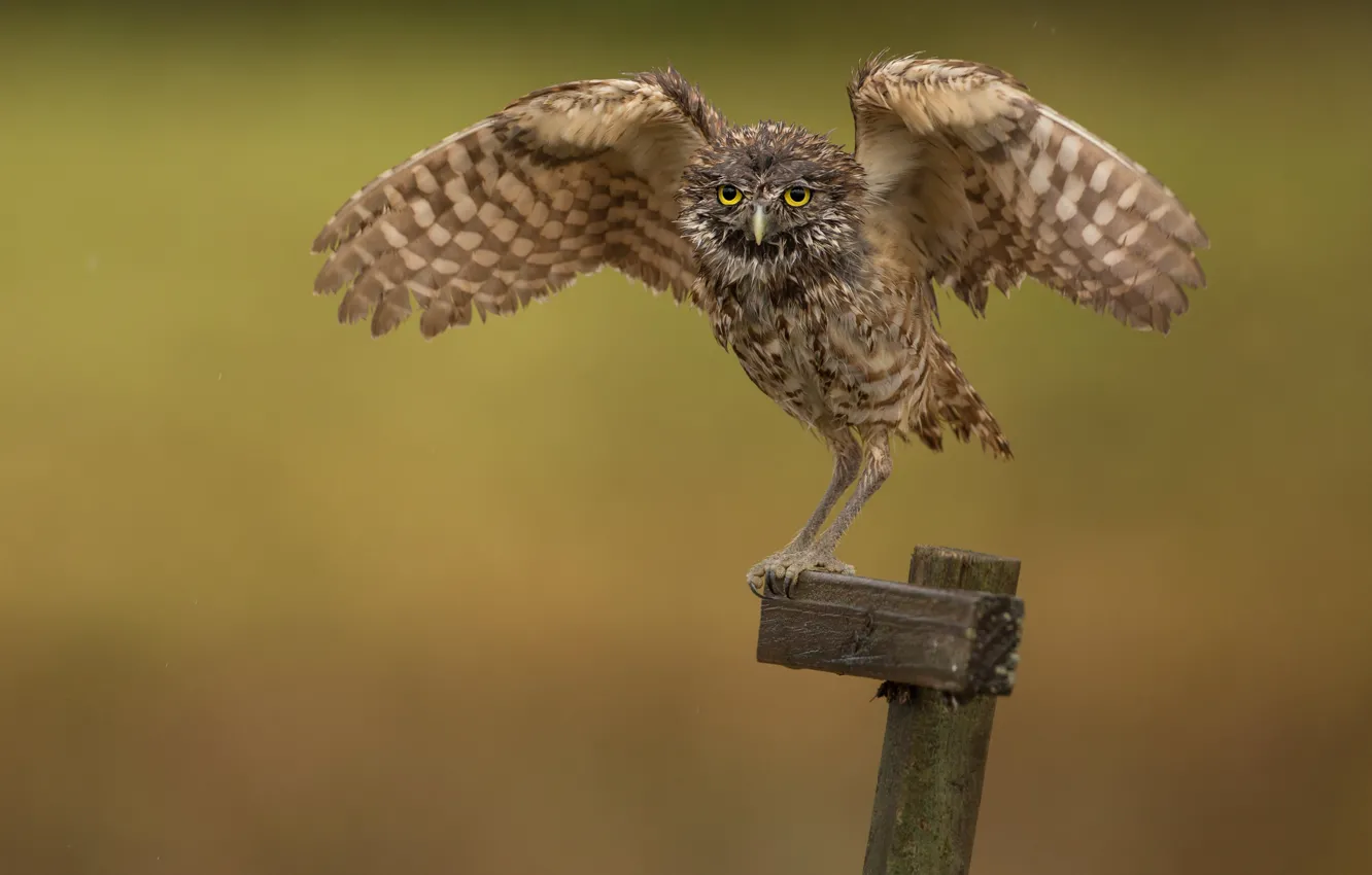 Photo wallpaper background, owl, bird, columns, owl, wingspan