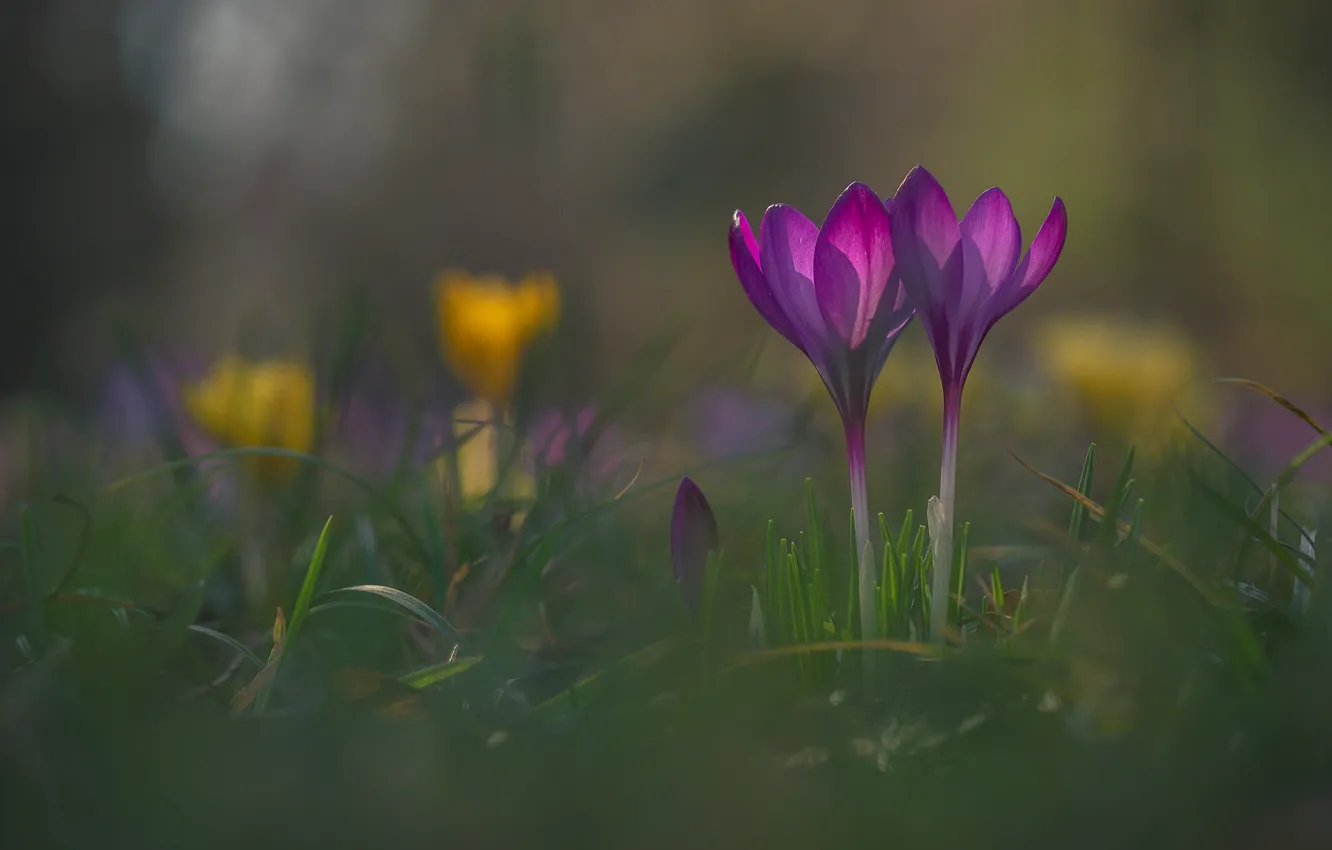 Photo wallpaper grass, flowers, spring, crocuses, pink, Duo, lilac, bokeh