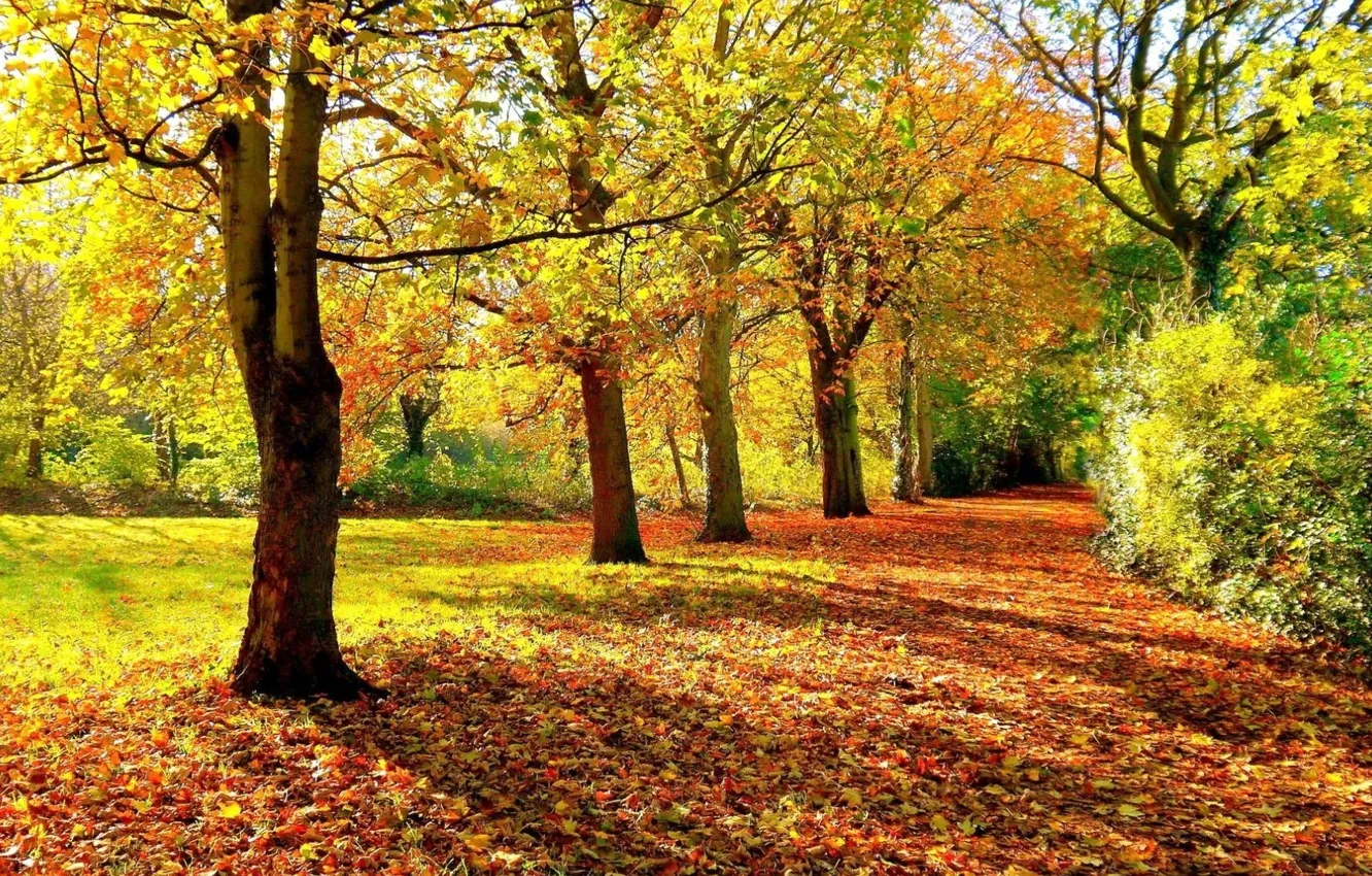 Photo wallpaper forest, autumn, foliage