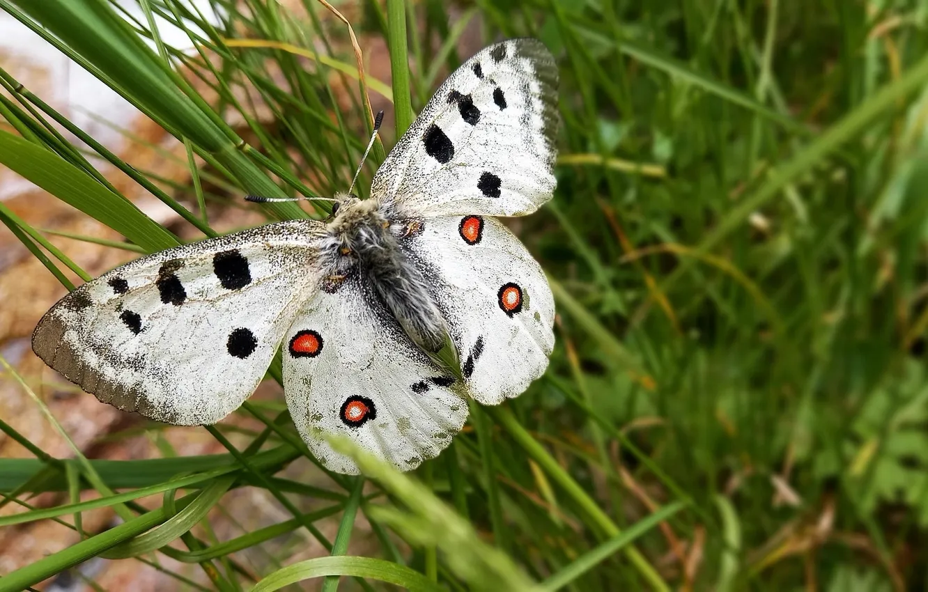 Photo wallpaper grass, microsemi, butterfly, wings, insect, beautiful, closeup