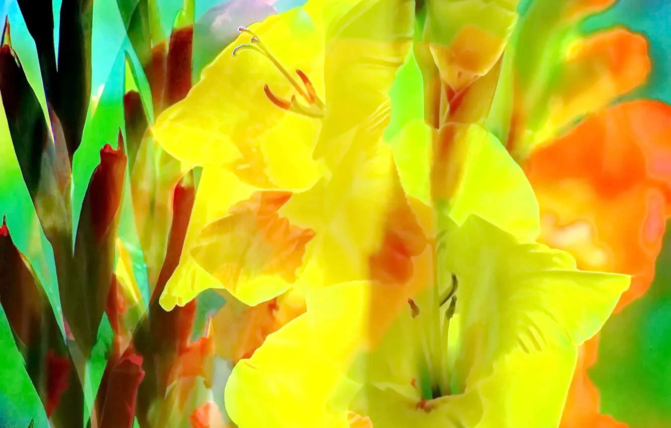 Photo wallpaper flowers, petals, gladiolus