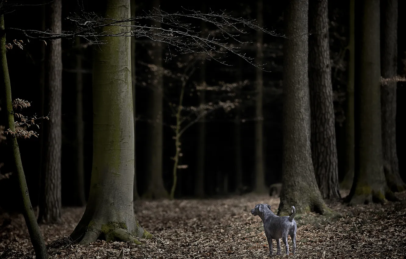 Photo wallpaper autumn, forest, branches, the darkness, dog, grey