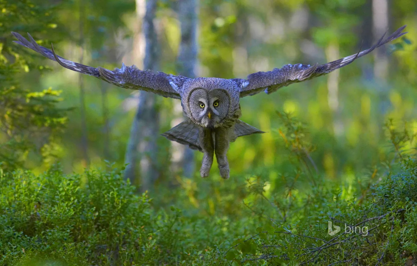Photo wallpaper forest, flight, bird, wings, the great grey owl