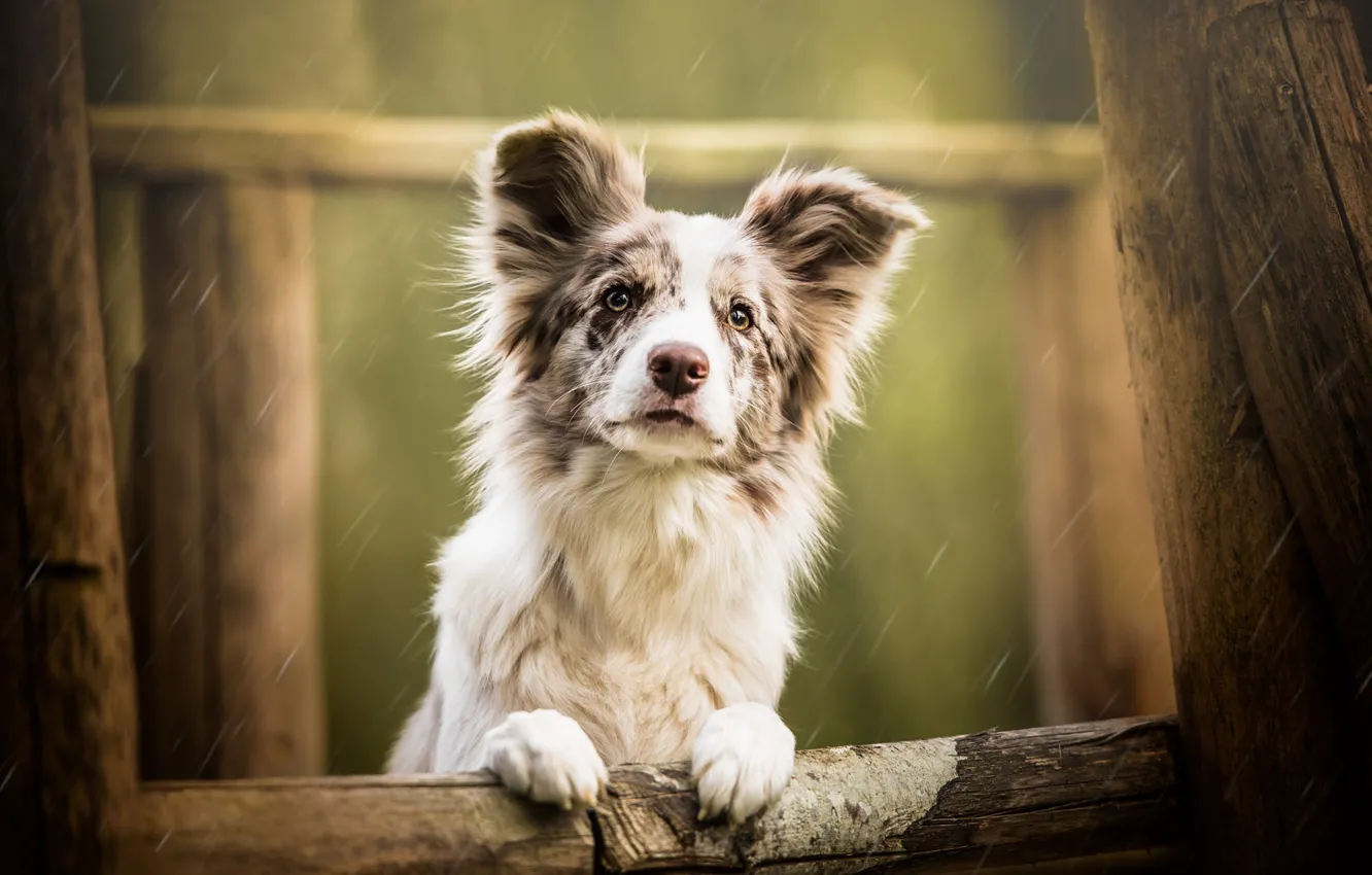 Photo wallpaper sadness, white, look, face, drops, trees, background, rain