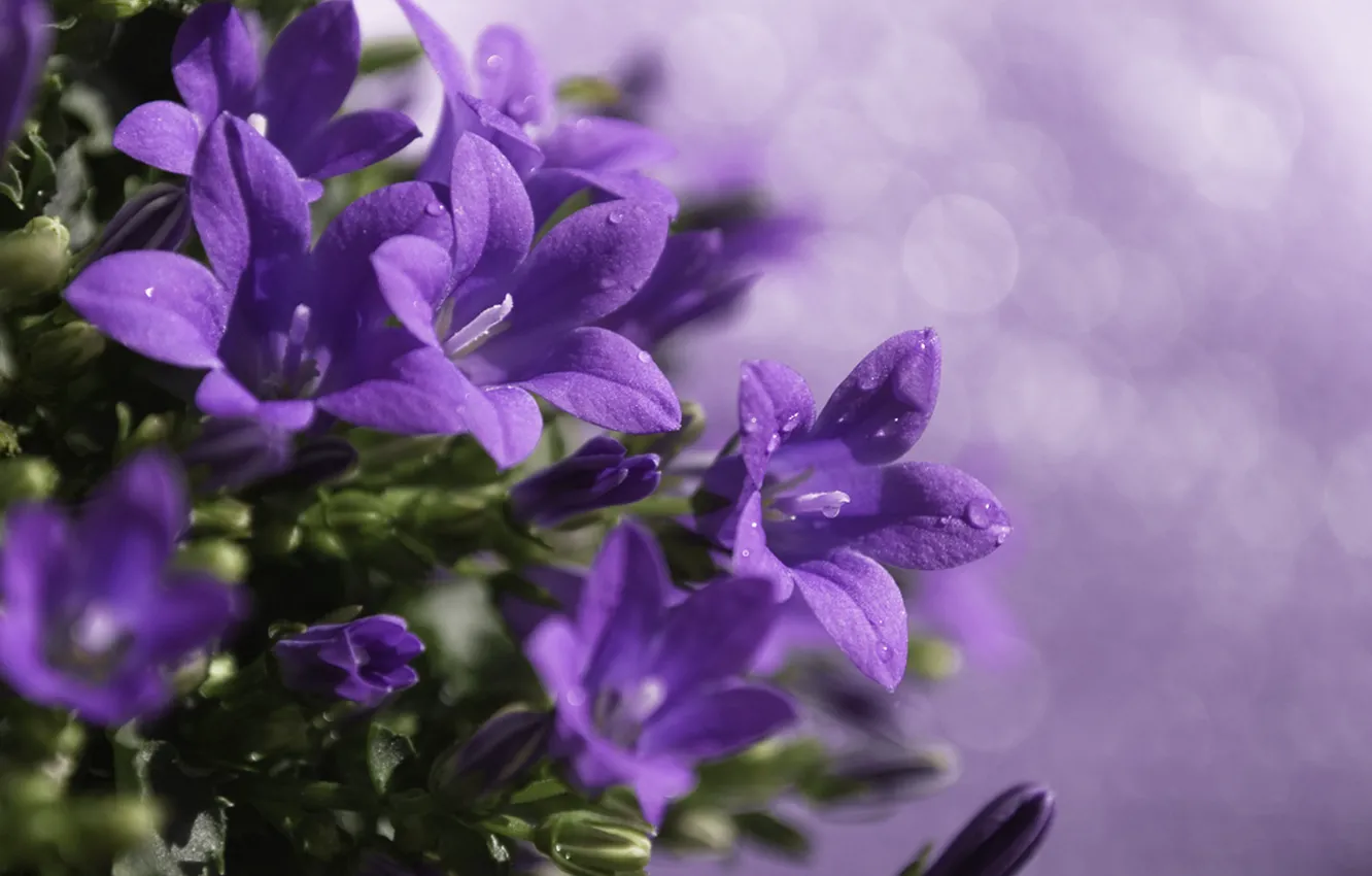 Photo wallpaper drops, macro, flowers, glare, plant, treatment, blur, purple