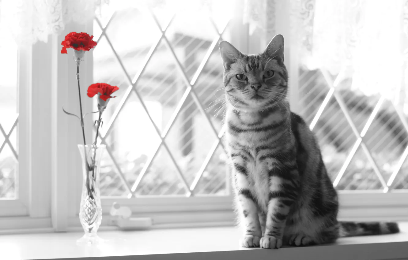 Photo wallpaper cat, look, flowers, window
