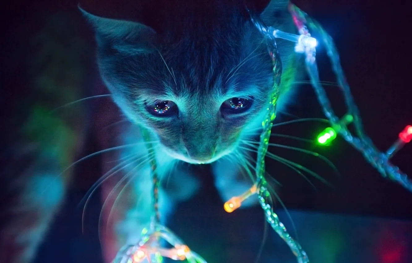 Photo wallpaper lights, kitty, garland