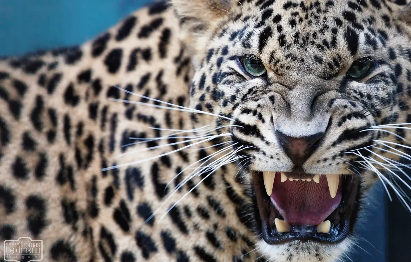 Photo wallpaper predator, mouth, leopard, fangs, grin