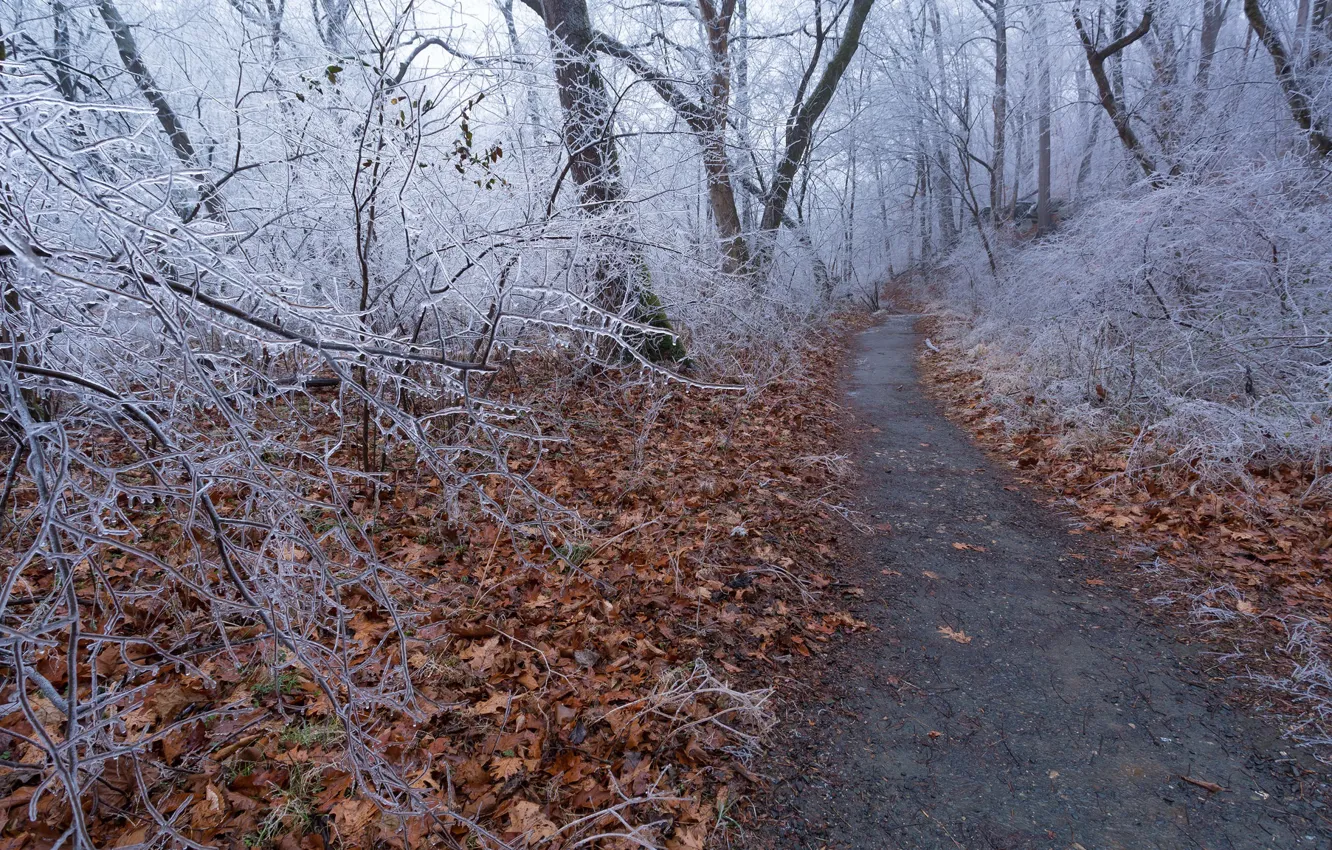 Photo wallpaper road, forest, trees, nature, ice