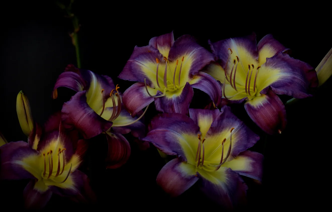 Photo wallpaper purple, Lily, black background, the daylilies