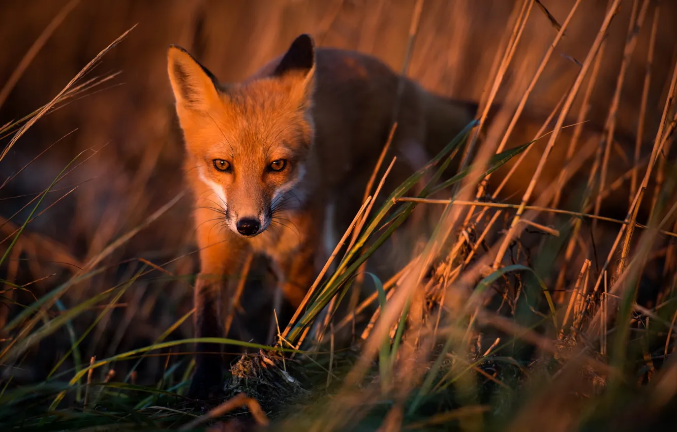 Photo wallpaper nature, background, Fox