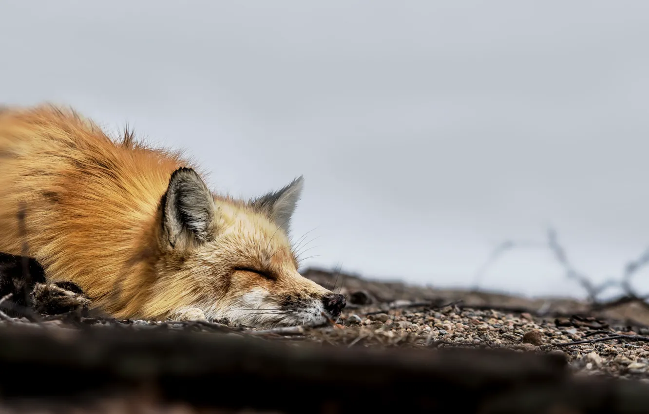 Photo wallpaper muzzle, sleeping, Fox