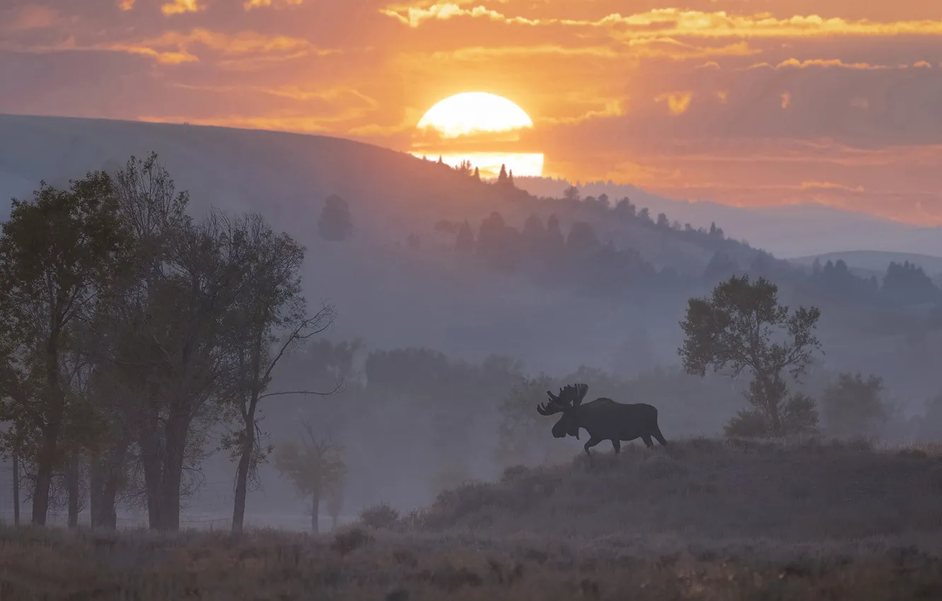 Photo wallpaper the sun, sunset, mountains, nature, fog, dawn, silhouette, moose