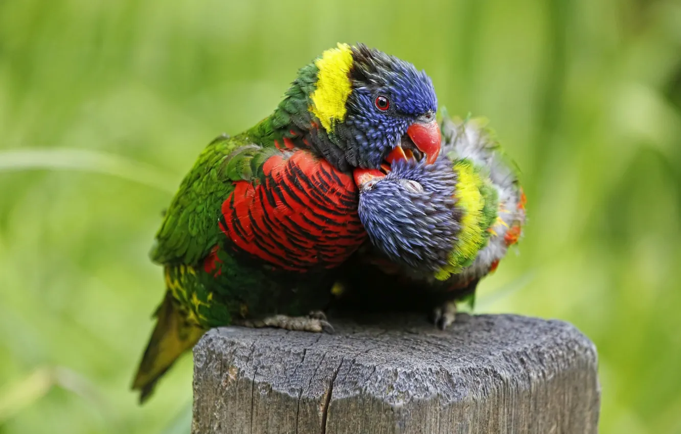 Photo wallpaper love, bird, parrot, a couple, multicolor lorikeet