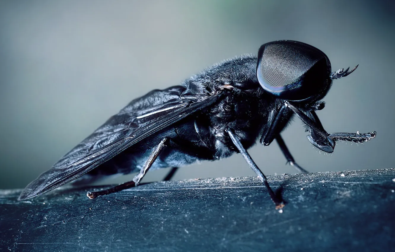 Photo wallpaper macro, fly, background