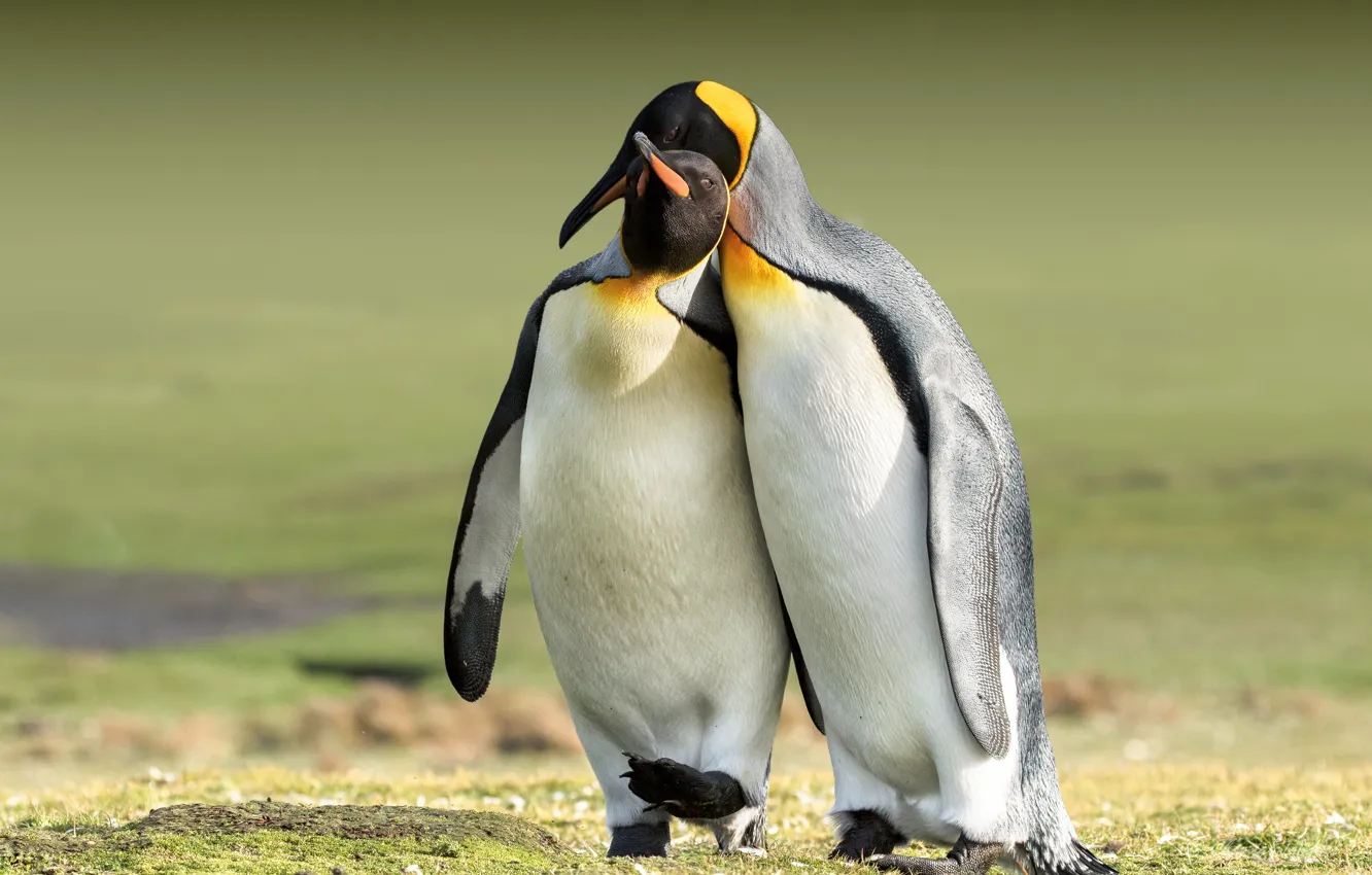Photo wallpaper bird, two, penguins, pair, a couple, hugs, in the arms of, two penguins