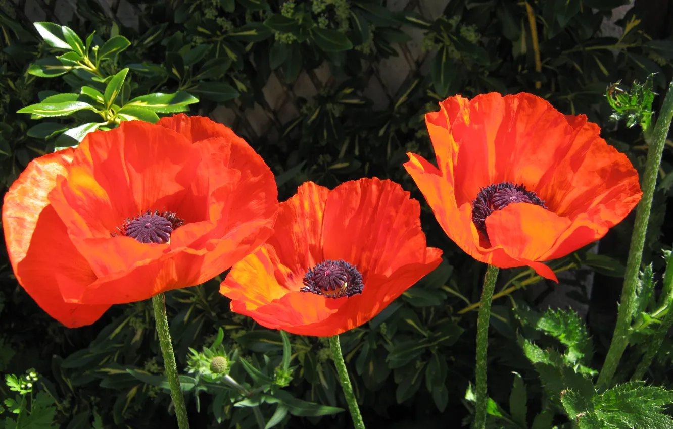 Photo wallpaper Spring, Spring, Poppy red, Red poppies