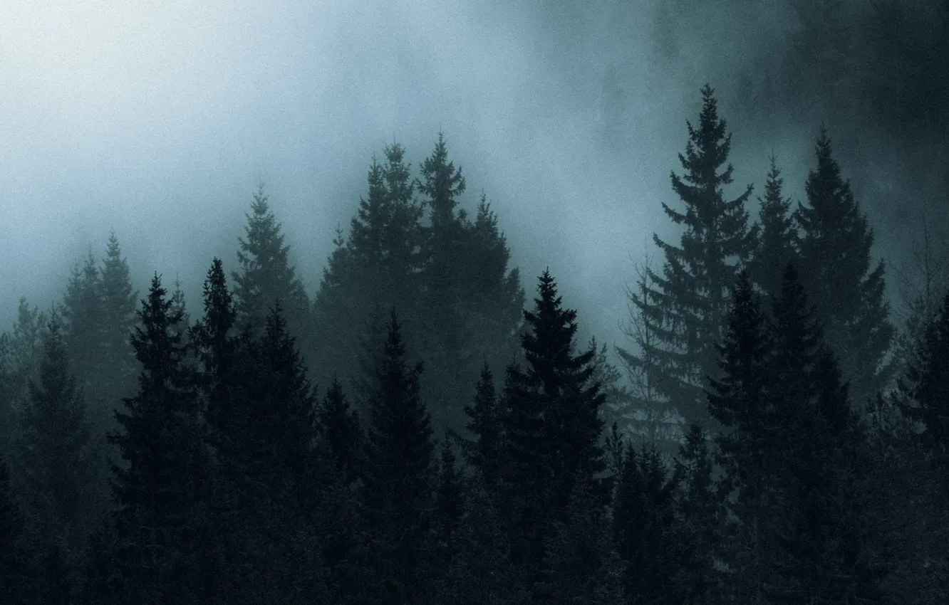 Photo wallpaper forest, trees, night, nature, fog