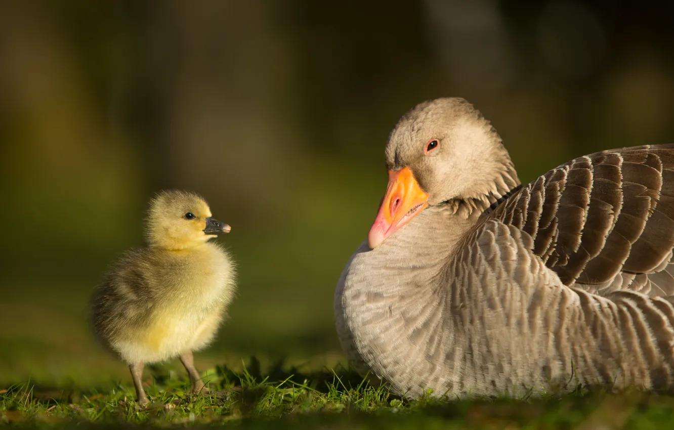Photo wallpaper birds, background, baby, pair, chick, two, goose, geese
