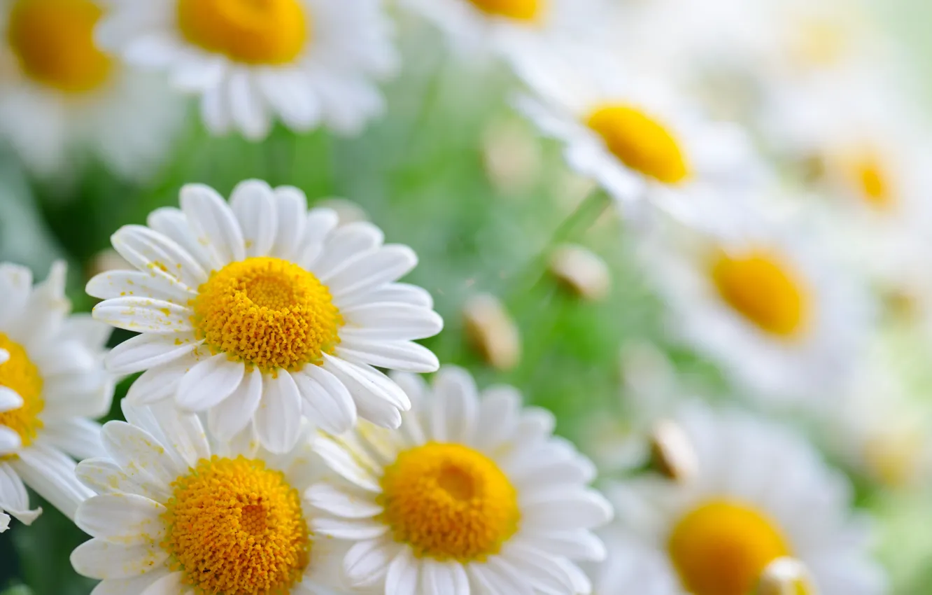 Photo wallpaper pollen, chamomile, petals, bokeh