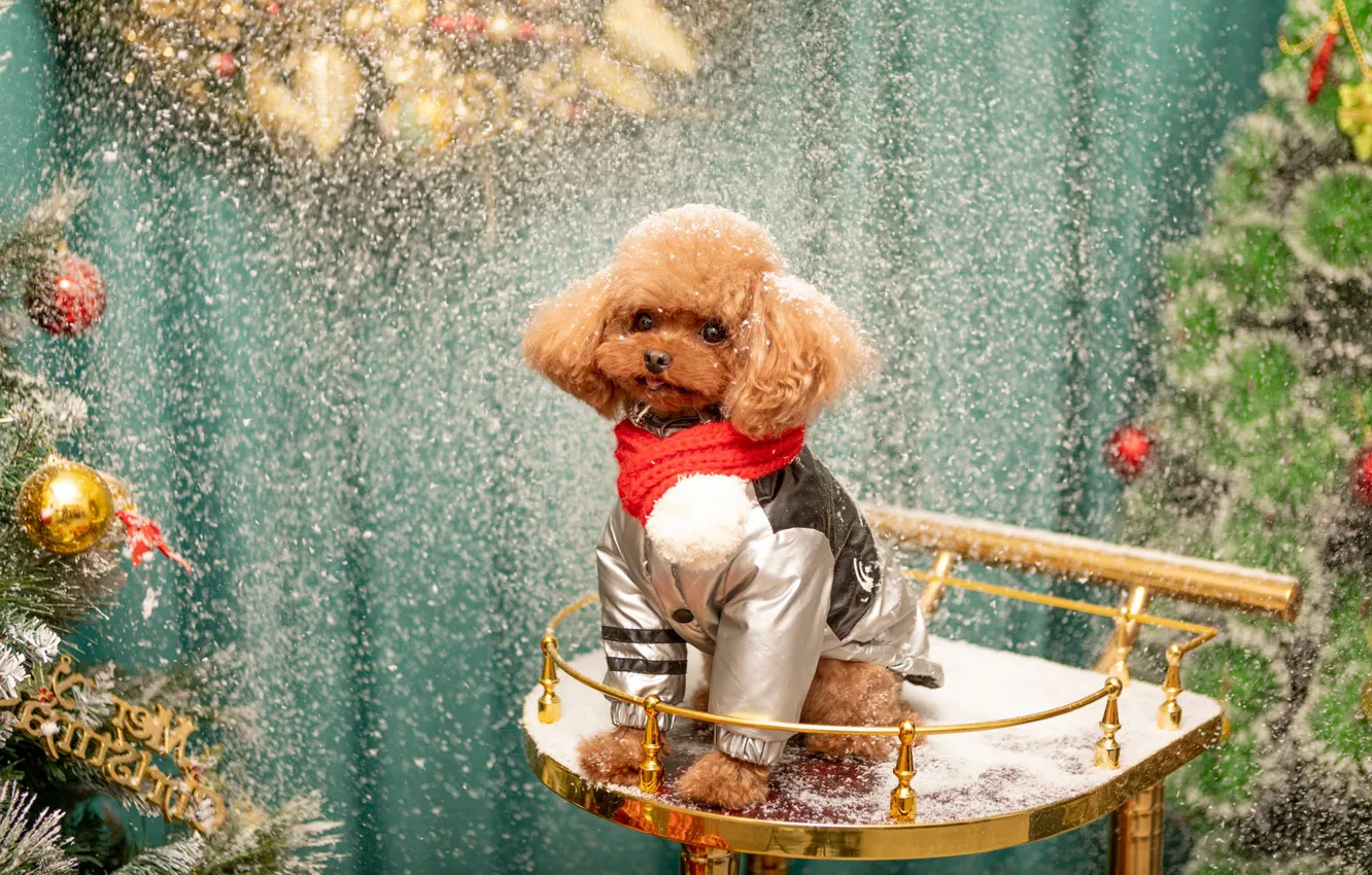 Photo wallpaper look, balls, snow, dog, Christmas, costume, puppy, New year