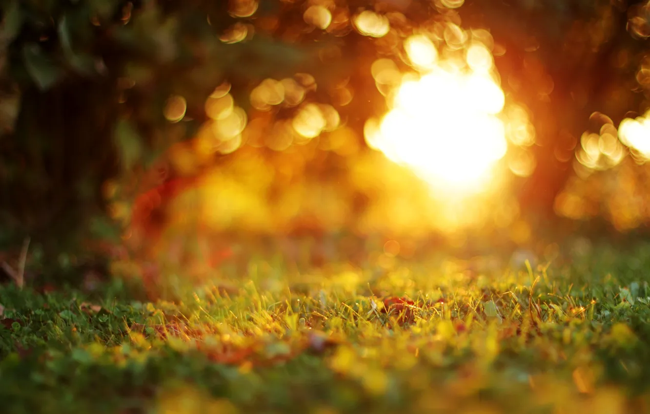 Photo wallpaper autumn, grass, leaves, macro, trees, sunset, nature, the evening
