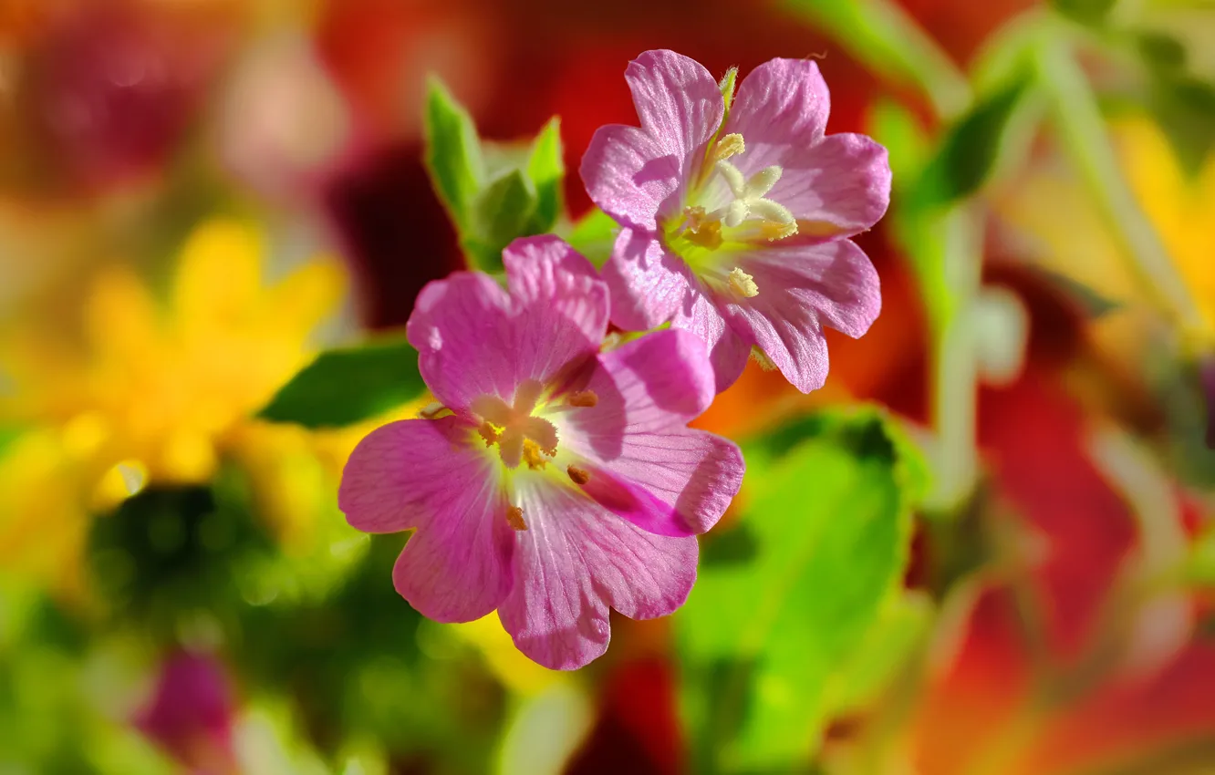 Photo wallpaper macro, petals, bright, flowers, bokeh