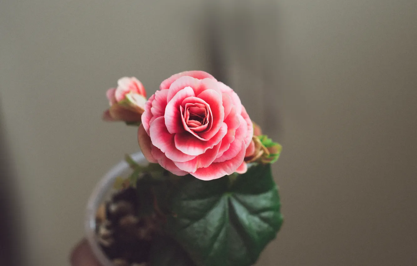 Photo wallpaper flowers, mood, color, blooms, flowers, flowering, flower, beauty