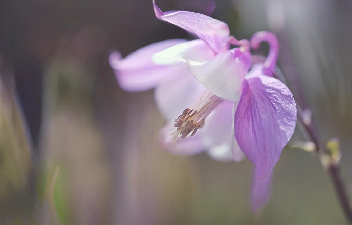 Photo wallpaper macro, petals, the catchment, Aquilegia, Orlik