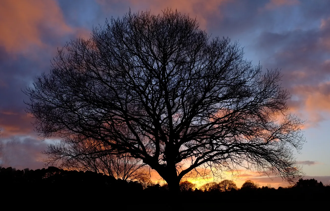 Photo wallpaper trees, sunset, nature, silhouette