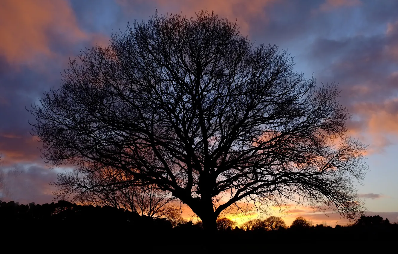 Photo wallpaper sunset, nature, tree, silhouette