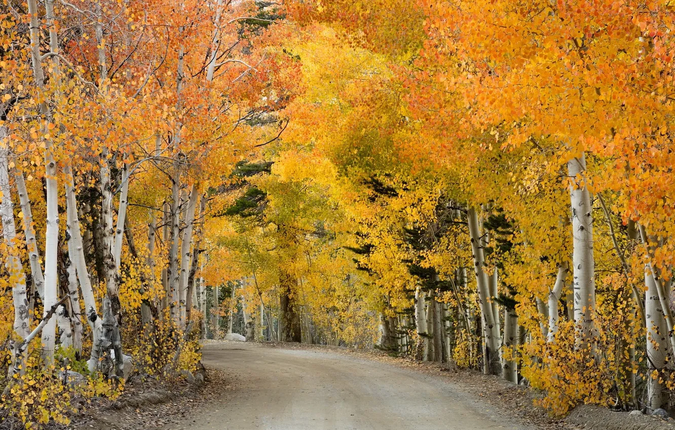 Photo wallpaper road, autumn, forest